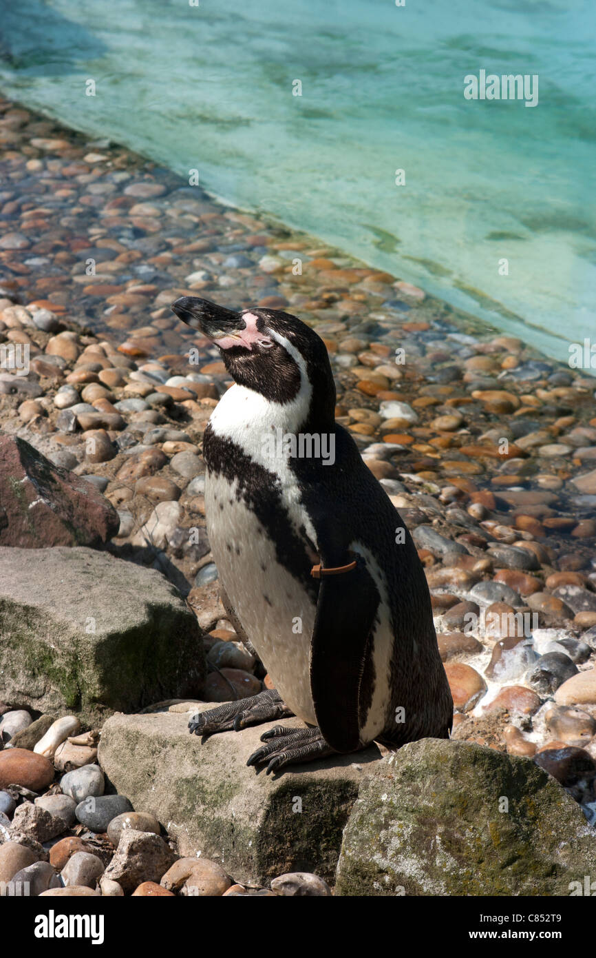 Humboldt Pinguin bei Chessington World of Adventures, Chessington, Surrey Stockfoto