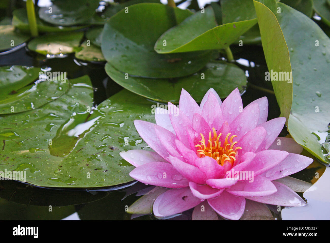 57+ Blumenweide Und Teich, Sumpfpflanzen bilden den farbenfrohen