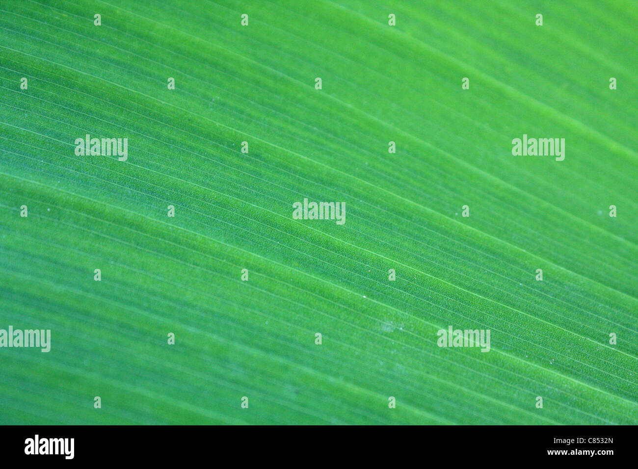 Grüne Blattgemüse Textur für Hintergründe oder Tapete. Stockfoto