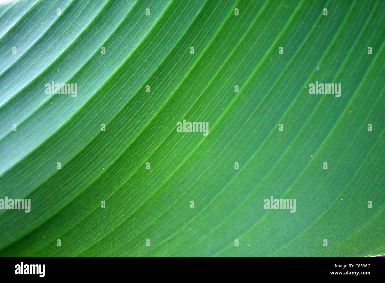 Grüne Blattgemüse Textur für Hintergründe oder Tapete. Stockfoto