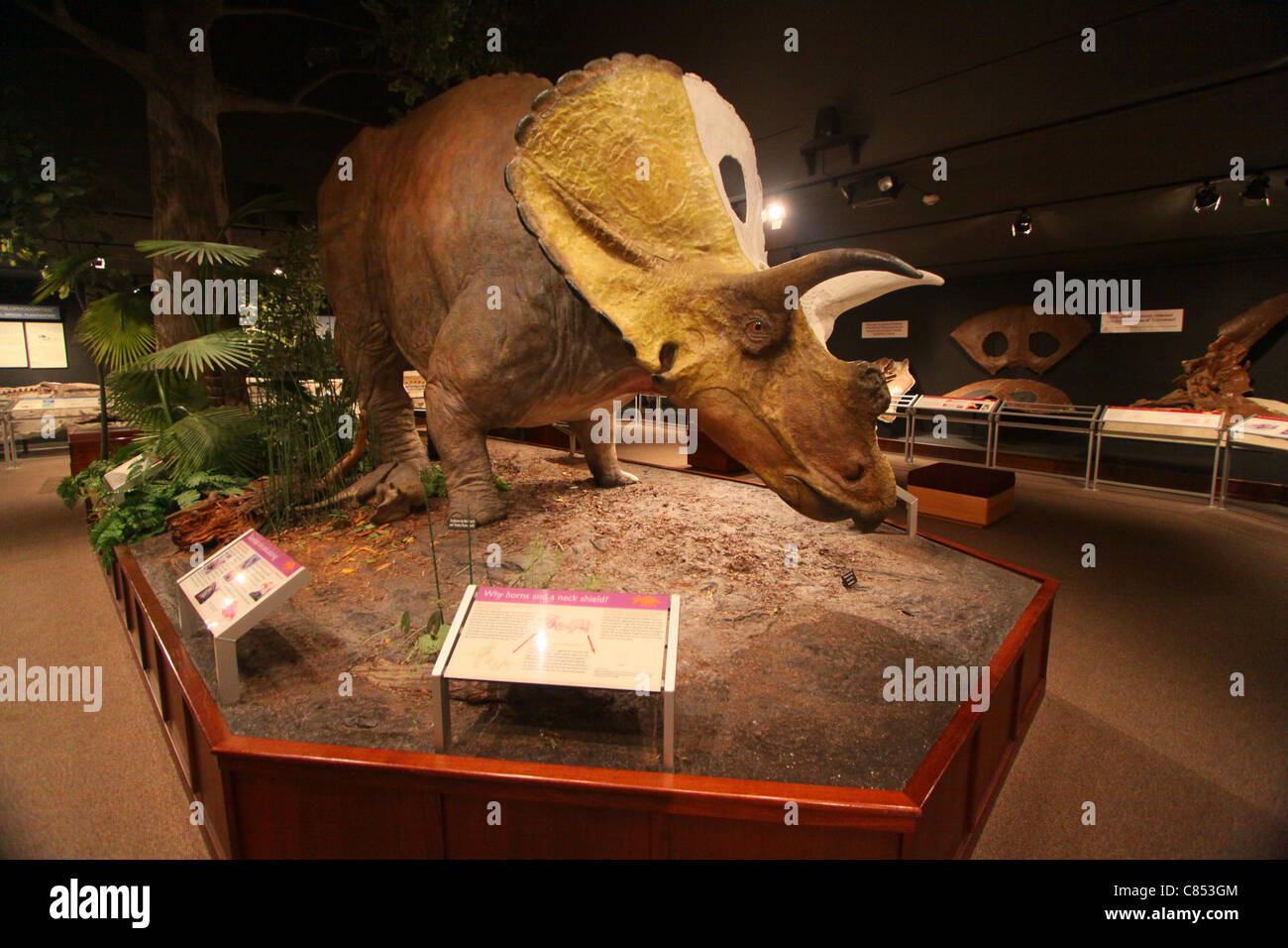 Triceratops-Display in das Museum der Rockies in Bozeman, Montana Stockfoto