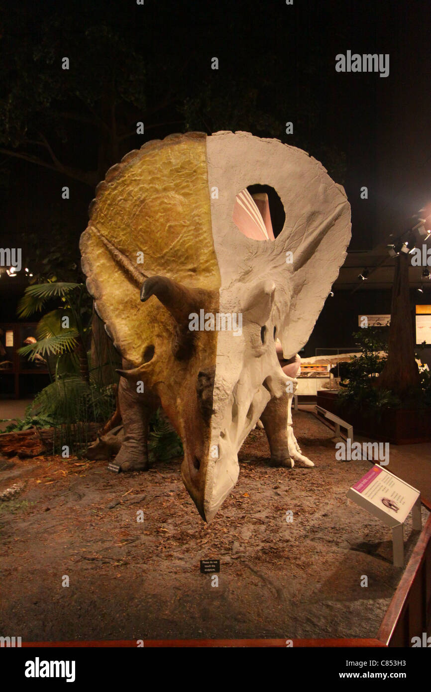 Triceratops-Display in das Museum der Rockies in Bozeman, Montana Stockfoto