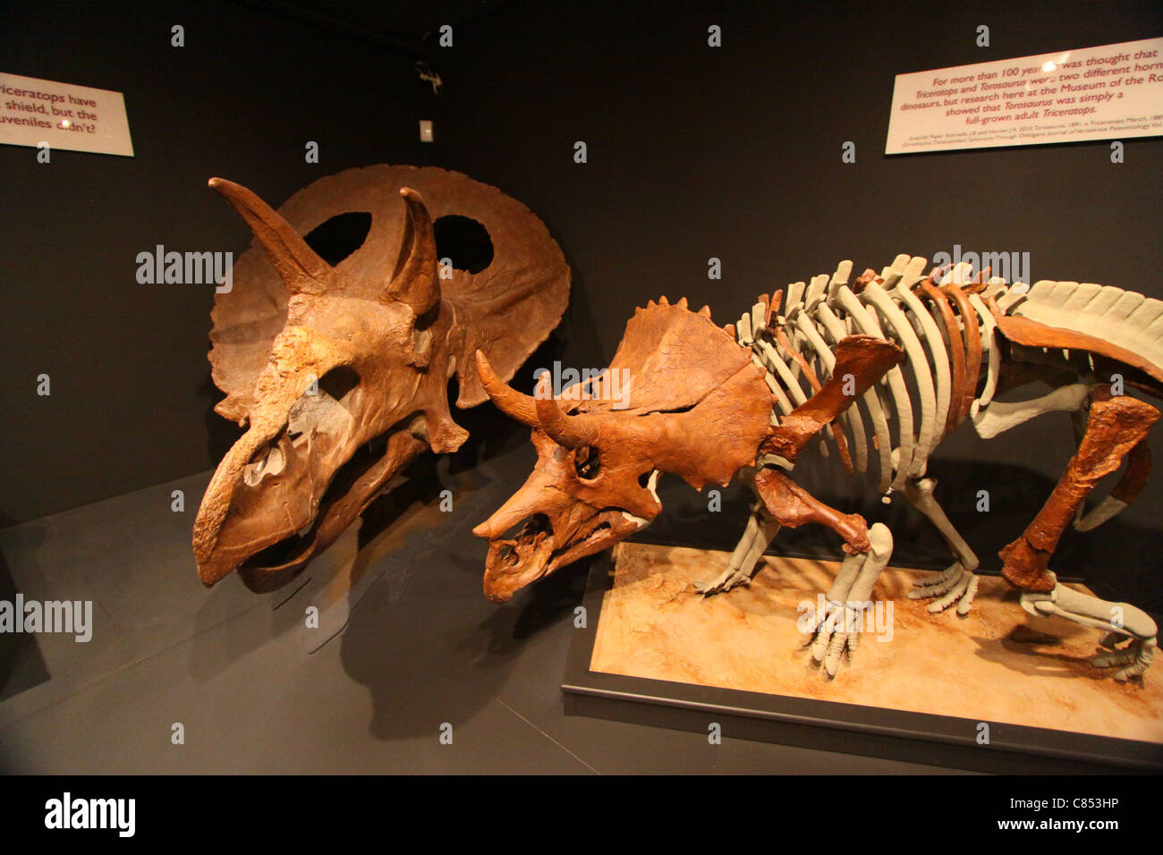 Triceratops-Display in das Museum der Rockies in Bozeman, Montana Stockfoto