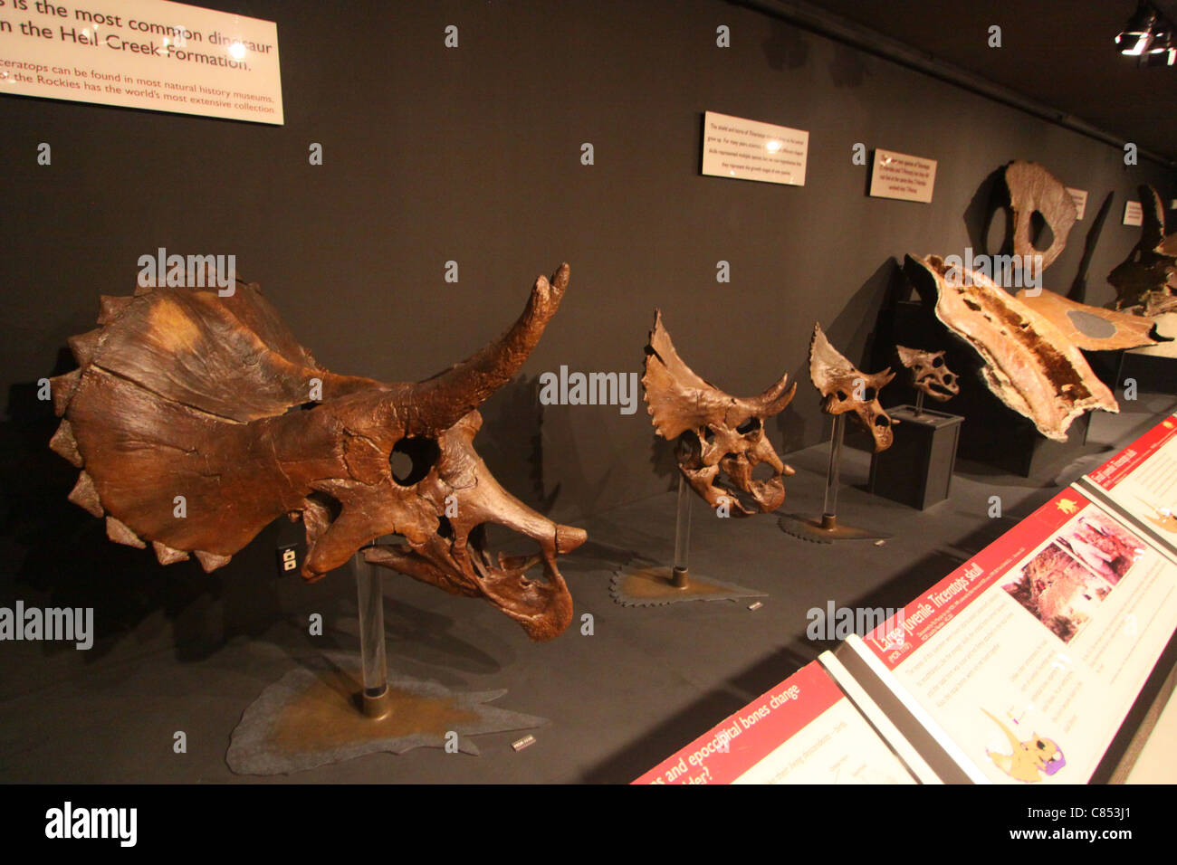 Triceratops-Display in das Museum der Rockies in Bozeman, Montana Stockfoto