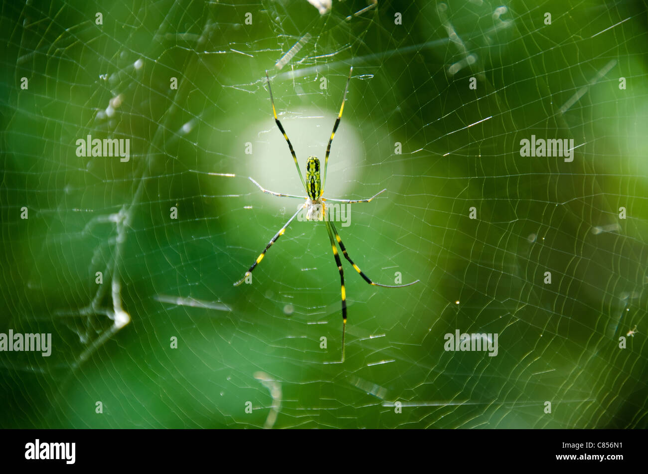 Weibchen von einem goldenen Seide orb - Weber, nephila clavata auf dem Net Stockfoto