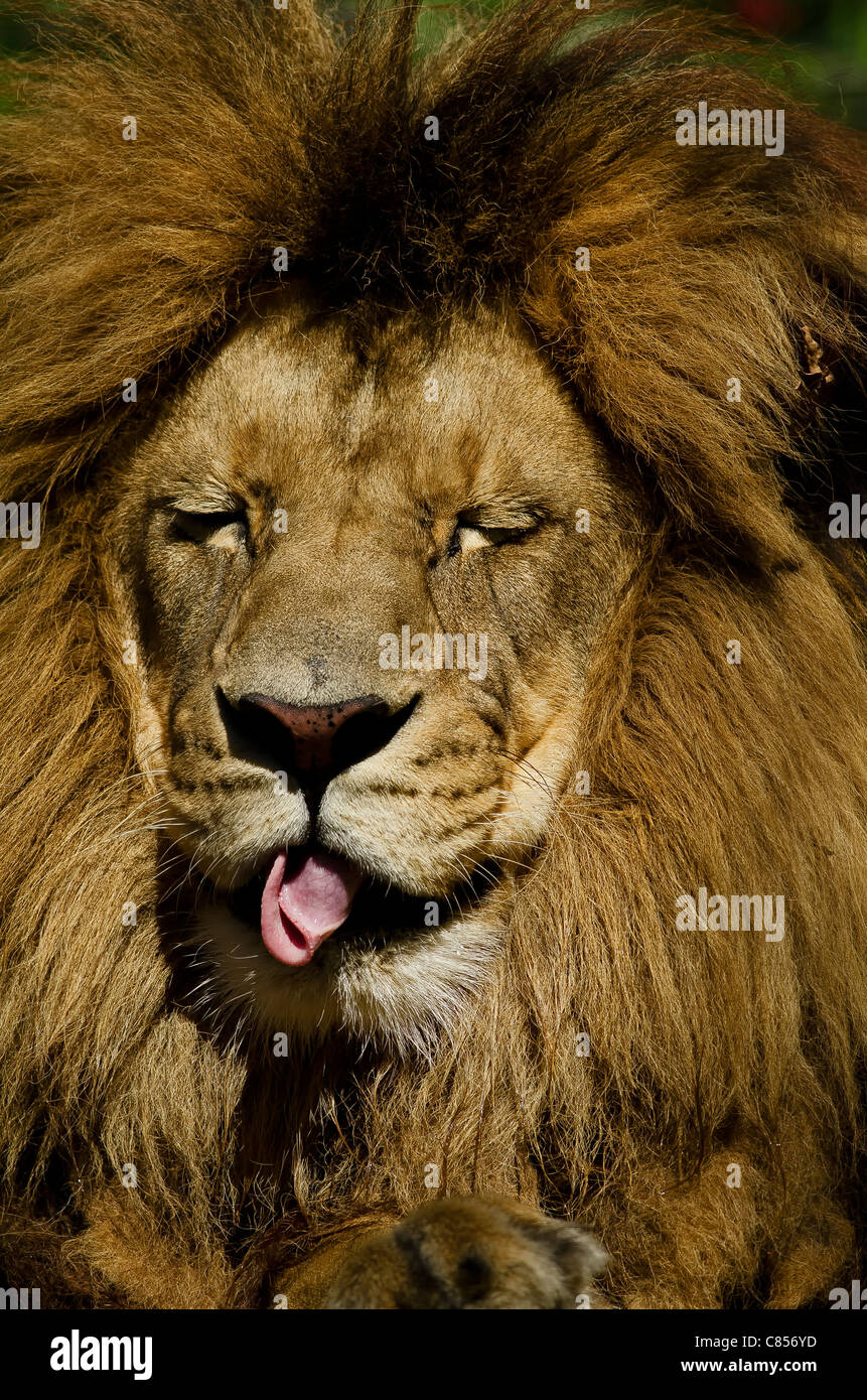 Foto eines Löwen (Panthera Leo) in Gefangenschaft machen einen lustige Ausdruck seiner Zunge herausragen. Stockfoto