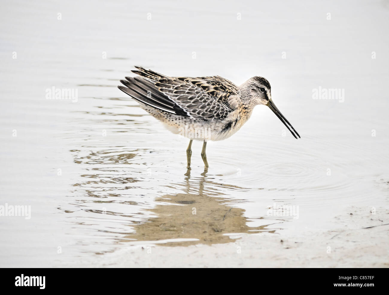 Kurzschnabel-Dowitcher (Limnodromus griseus), der in flachem Wasser auf der Suche ist, mit gemustertem Gefieder, langem geradem Schnabel und sichtbarer Reflexion. Stockfoto