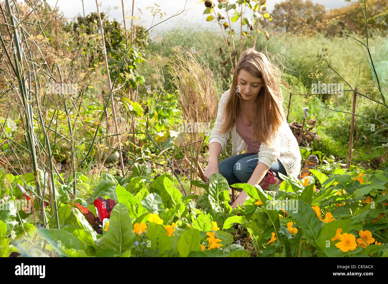 junge weibliche Gärtner arbeiten in städtischen Schrebergarten Stockfoto