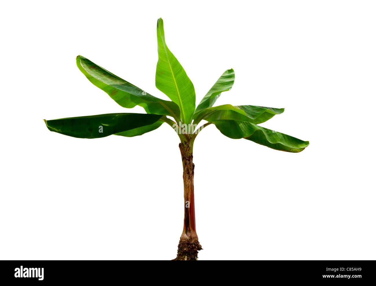 Musa Banana Pflanze isoliert auf weißem Hintergrund Stockfoto