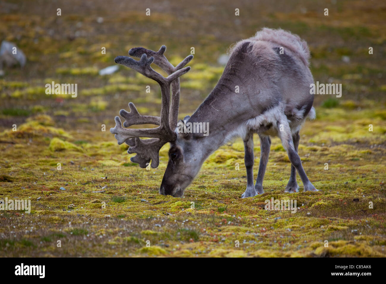 Svalbard-Rentiere, Rangifer Tarandus Platyrhynchus in Ny-Alesund, Svalbard. Stockfoto