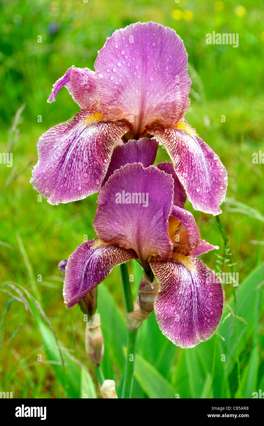 Garten Iris, Deutsche Schwertlilie, Bartiris, Fleur, Flagge (Iris Germanica). Stockfoto