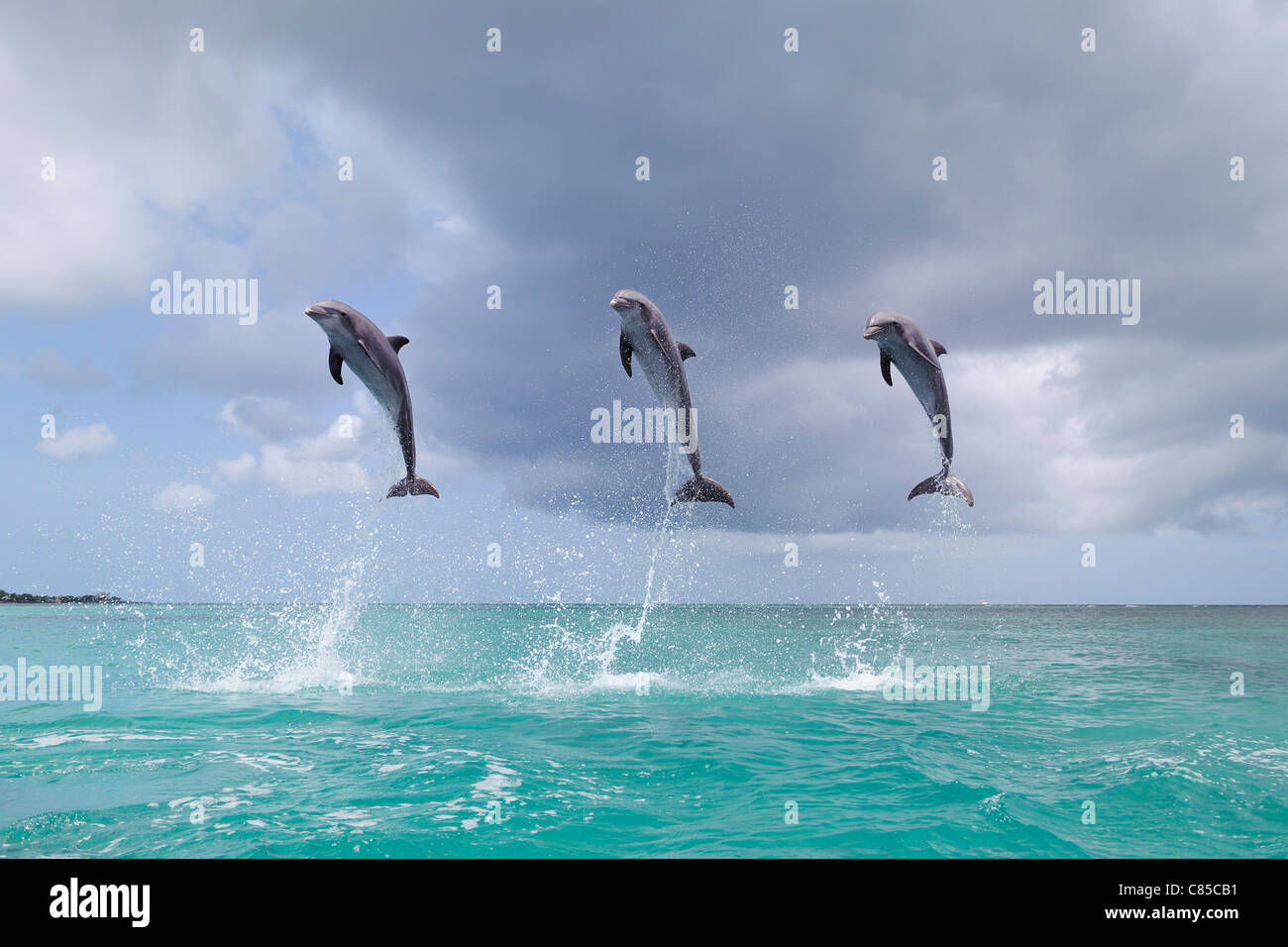 Gemeinsamen Bottlenose Delphine springen im Meer, Roatan, Bay Islands, Honduras Stockfoto
