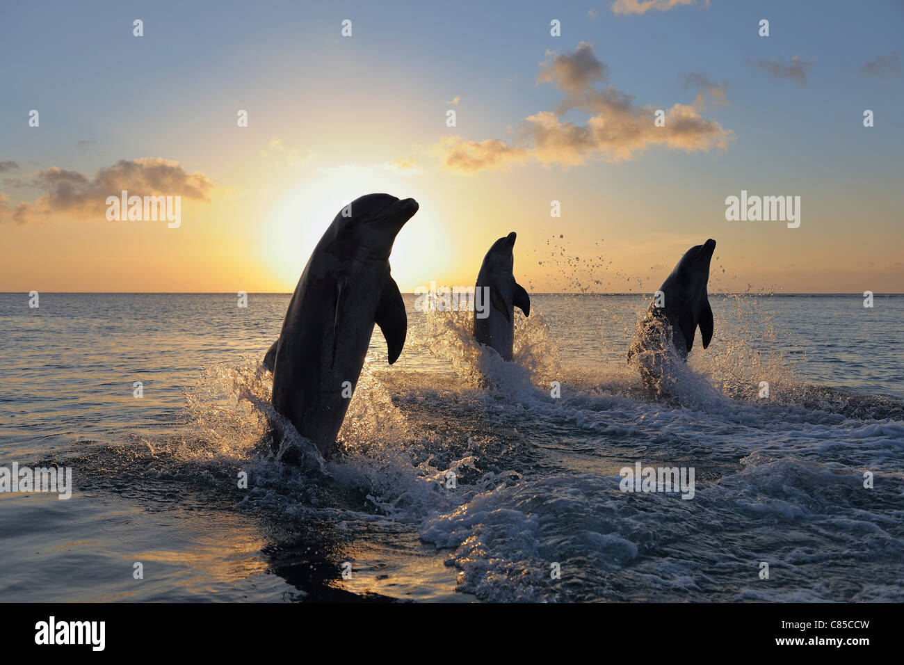 Gemeinsamen Bottlenose Delphine springen im Meer bei Sonnenuntergang, Roatan, Bay Islands, Honduras Stockfoto