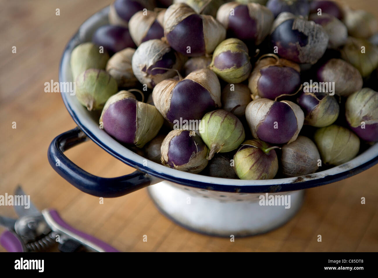 Lila Erbstück Tomatillos in einem alten Metall-Collander. Physalis Philadelphica ist eine Pflanze aus der Familie der Nachtschattengewächse. Stockfoto