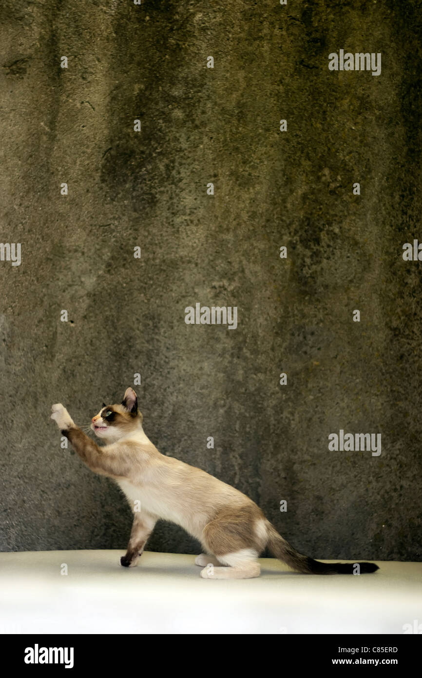 Hebe die pfote an Fotos und Bildmaterial in hoher Auflösung Alamy