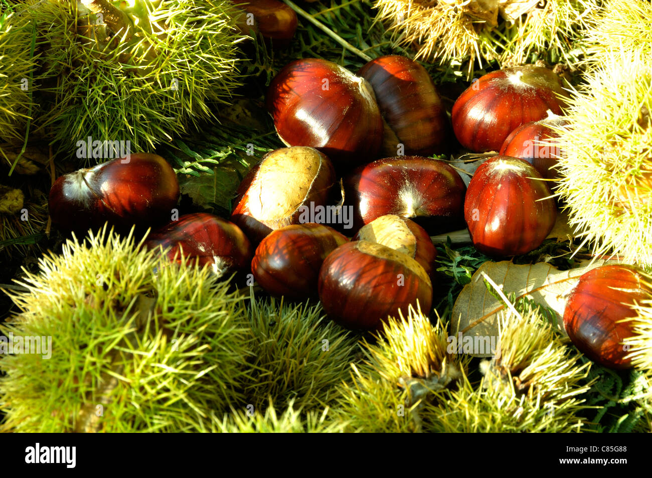 Süße im Herbst Kastanie (Castanea sativa), im Norden der Mayenne (Pays de la Loire, Frankreich). Stockfoto