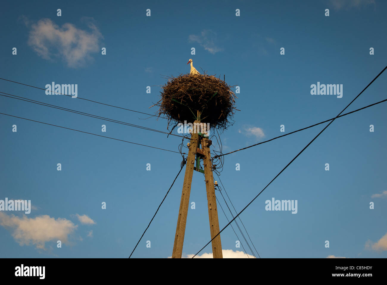 Storch in ein Nest auf einem Telegrafenmast Stockfoto