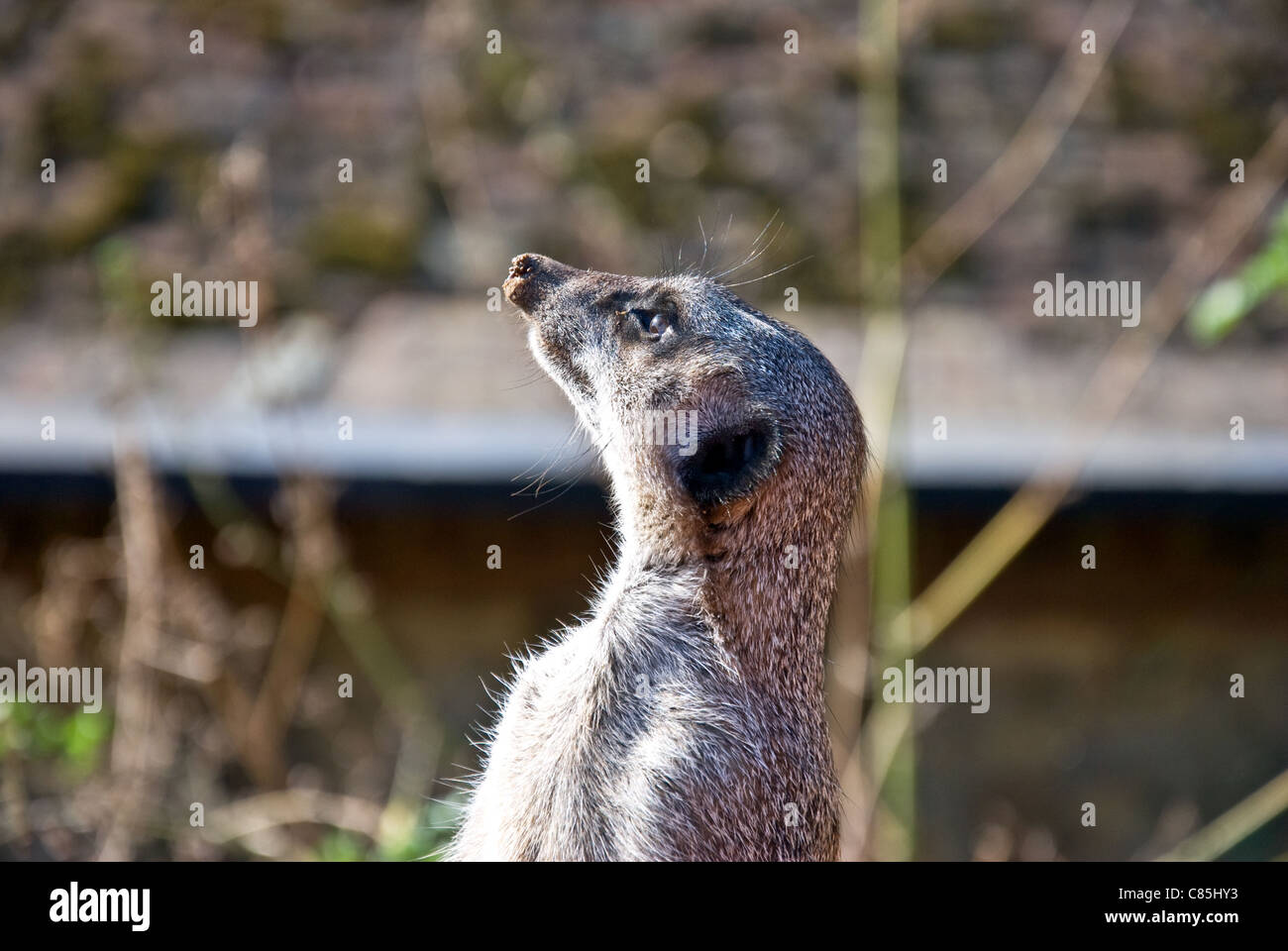 Erdmännchen Stockfoto