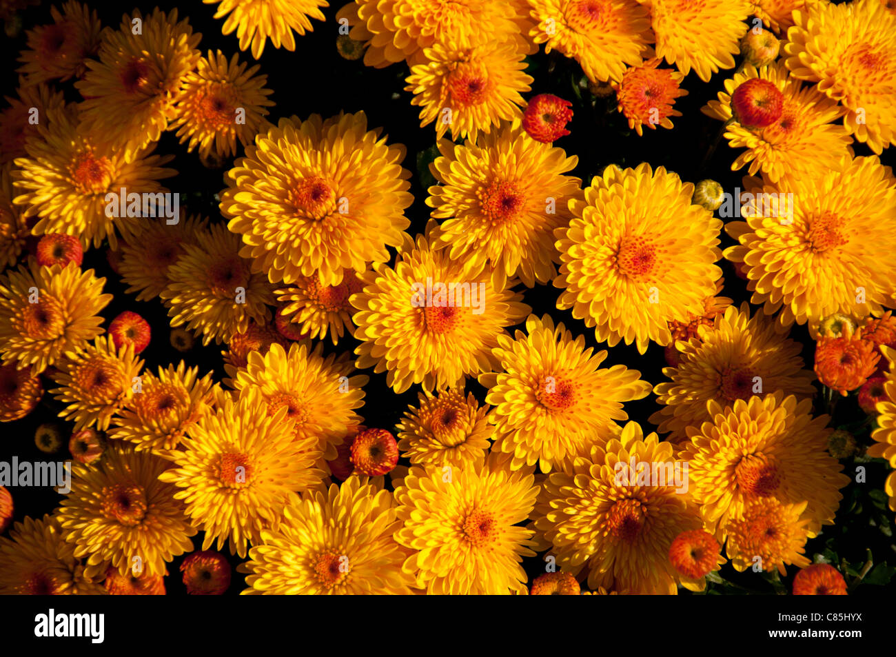 Bunte Mütter auf dem Display. Stockfoto