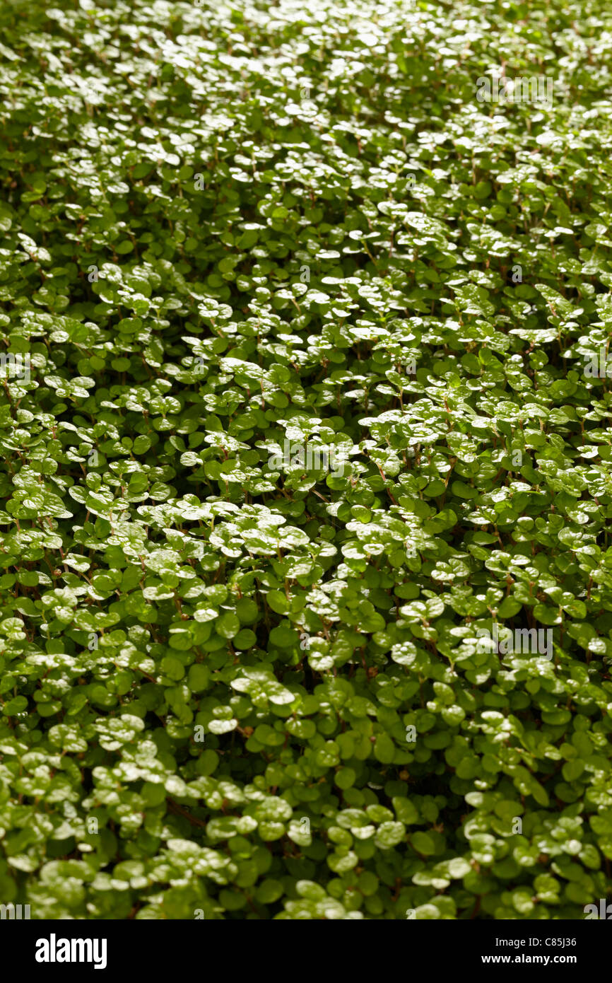 Soleirolia Soleirolii, Hamburg, Deutschland Stockfoto