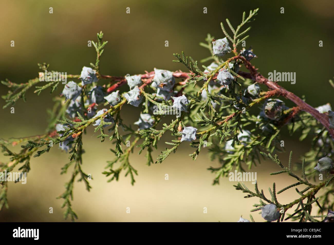 Nahaufnahme von Cypress Samen auf einem Ast Stockfoto