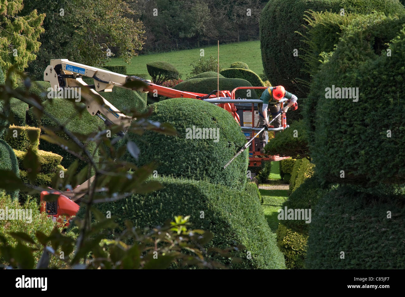 Abgeschnittene eiben -Fotos und -Bildmaterial in hoher Auflsung  Alamy