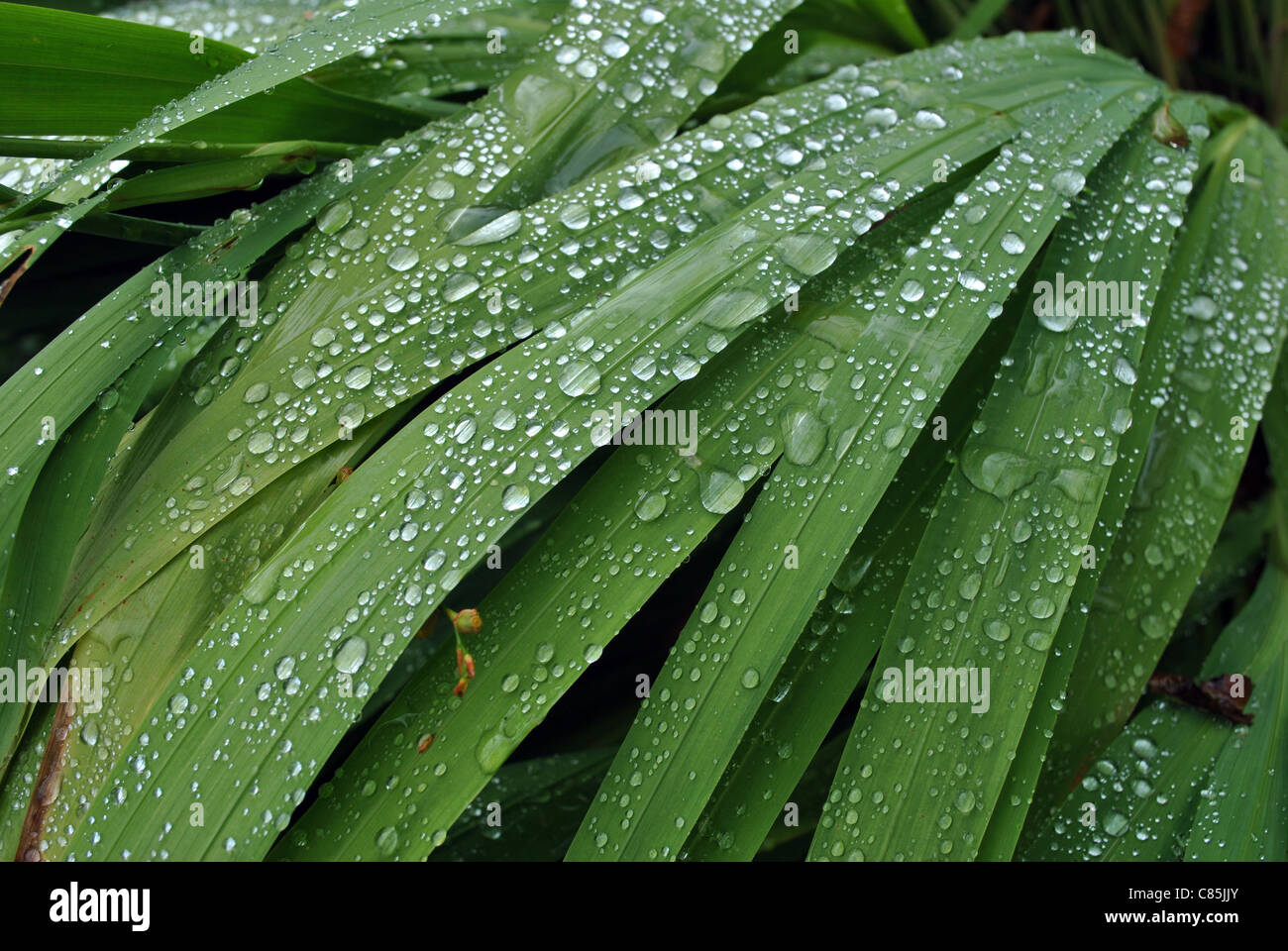 Regentropfen auf dunkelgrünem Laub Stockfoto