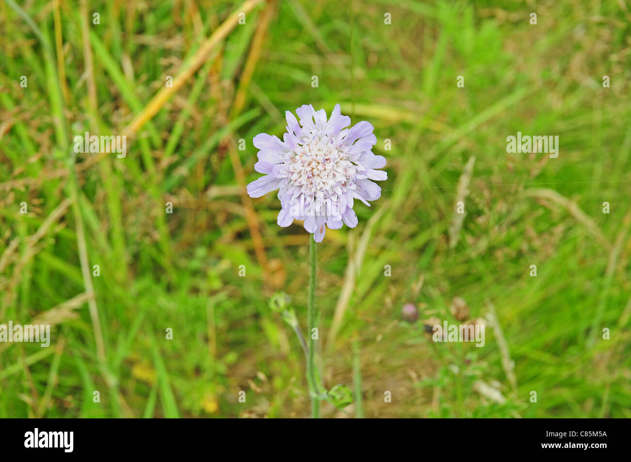 Blume des Feldes Witwenblume Knautia arvensis Stockfoto