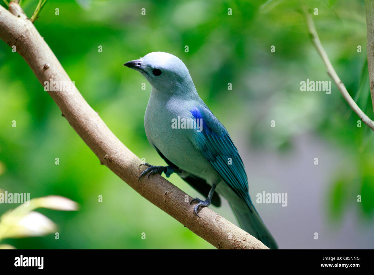 San Francisco - Akademie der Wissenschaften blau-graue Tanager Thraupis Episcopus Samen essen Vogel Stockfoto