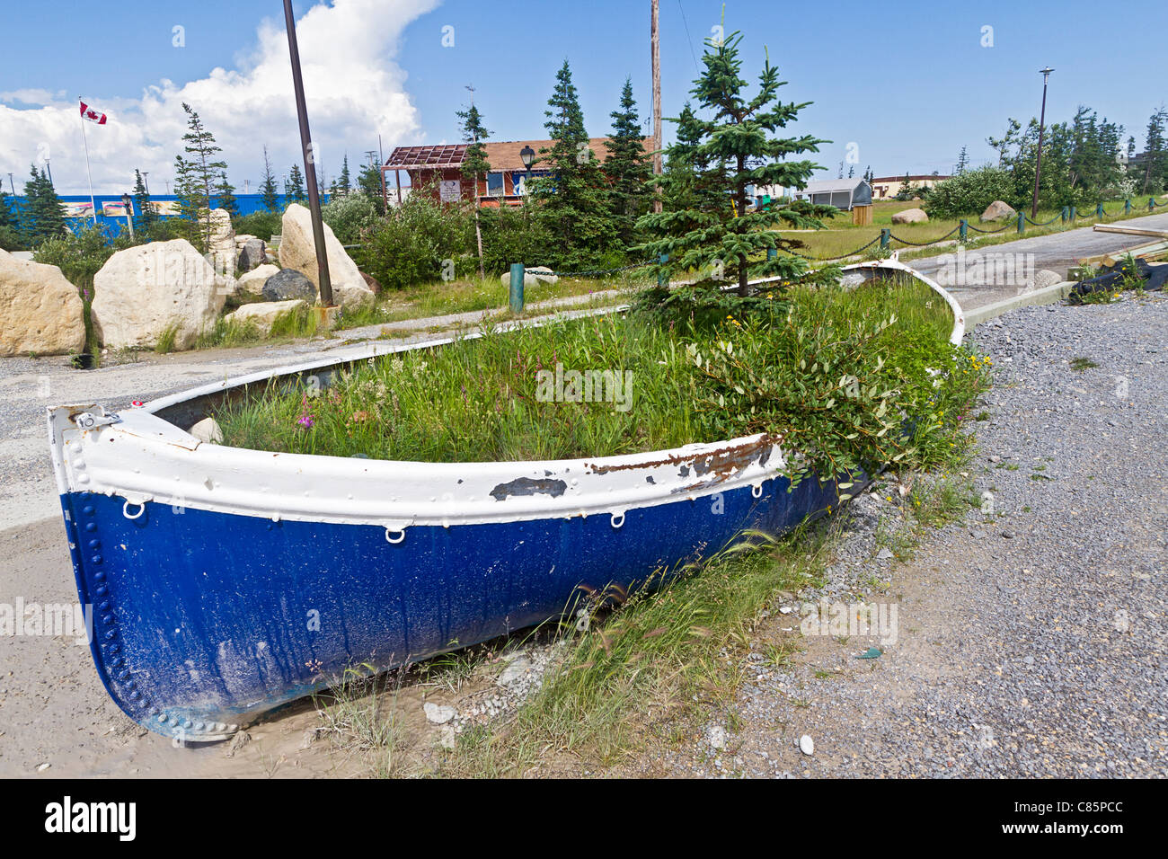 Grass und ein kleiner Baum wächst in einem kleinen verlassenen Boot als ein Topf auf einer Straße in Churchill, MB, Canada. Stockfoto