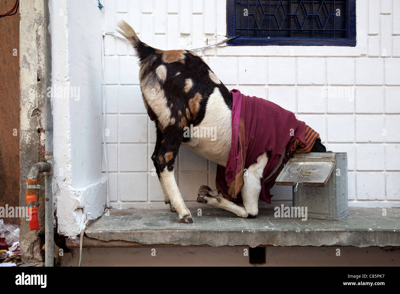Eine Ziege, die Kleidung in Agra, Indien. Stockfoto