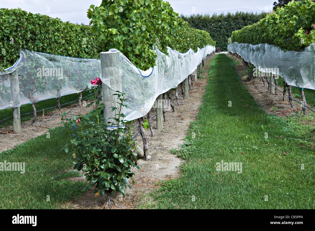 Reihen von Weinreben wachsen in Framingham Weingut Renwick Marlborough Südinsel Neuseeland Stockfoto
