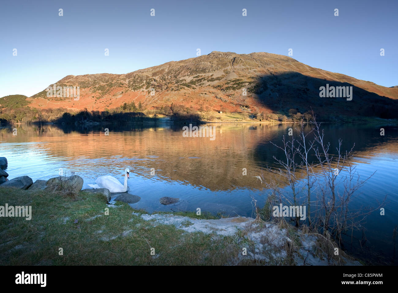 Schwan im Abend Sonnenlicht auf Lake Ullswater, Lake District, Cumbria, England, UK Stockfoto