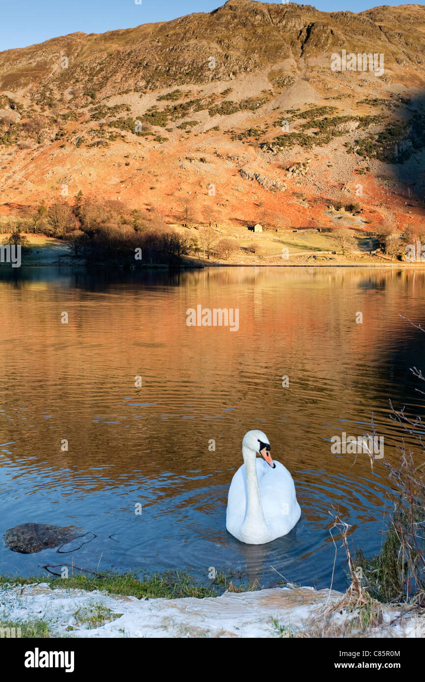 Schwan im Abend Sonnenlicht auf Lake Ullswater, Lake District, Cumbria, England, UK Stockfoto