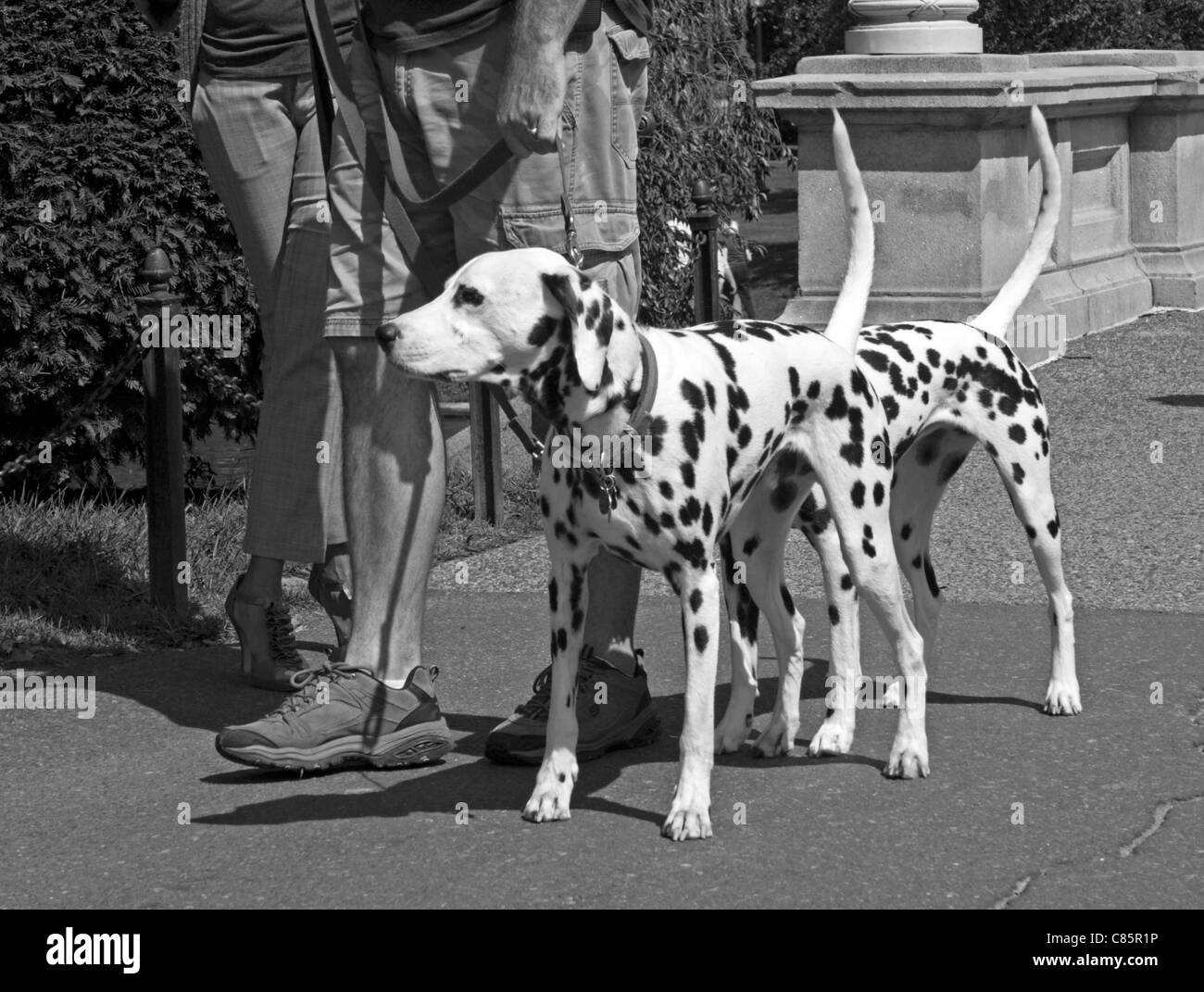 Zwei Dalmatiner scheinen zu einer Einheit verschmelzen, wenn Sie zusammen stehen. Stockfoto