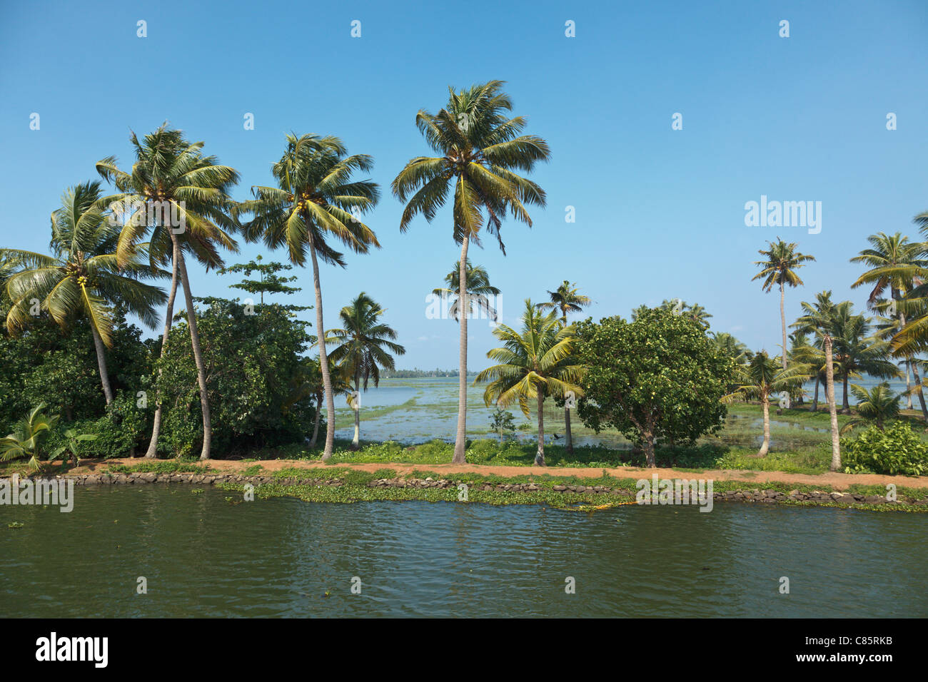 Palmen am Kerala Backwaters. Kerala, Indien Stockfoto