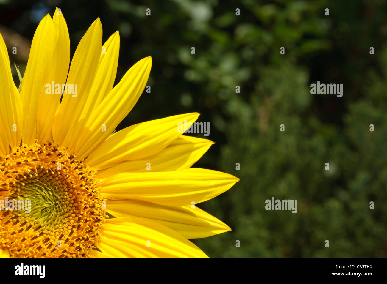 Sonnenblume in einem Garten mit vielen Exemplar Stockfoto