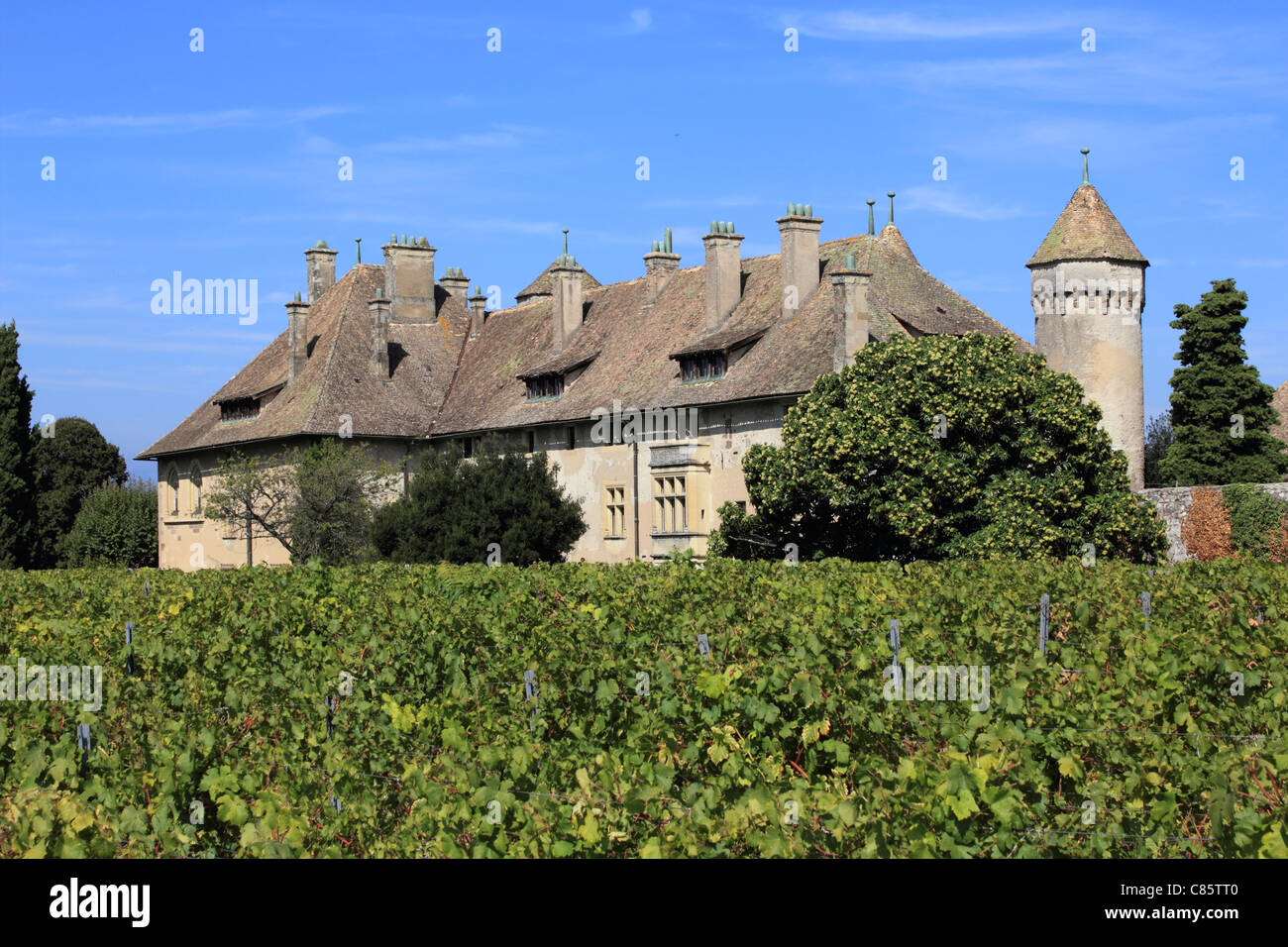 Schloss Ripaille Weinberg in der Nähe von Thonon-Les-Bains, Lac Leman (Genfer See) Haute-Savoie, Frankreich Stockfoto