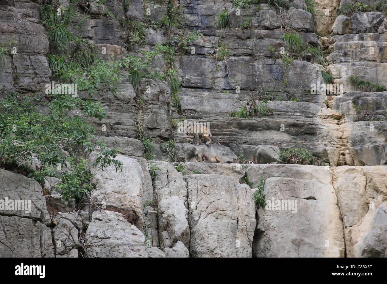 Zwei Affen auf Felsüberhängen, Misty Gorge, weniger drei-Schluchten, China Stockfoto