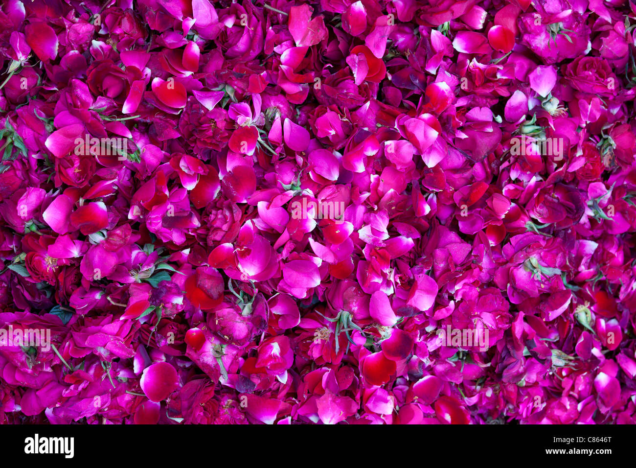 Rosenblätter für religiöse Zeremonien an Mehrauli Flower Market, New Delhi, Indien Stockfoto