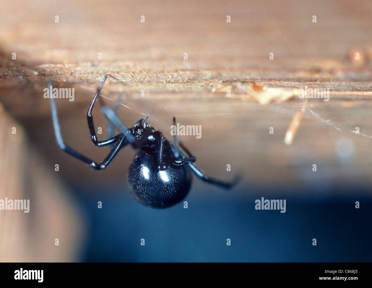 Verwunderlich Schwarze Spinne Kurze Beine Fotos