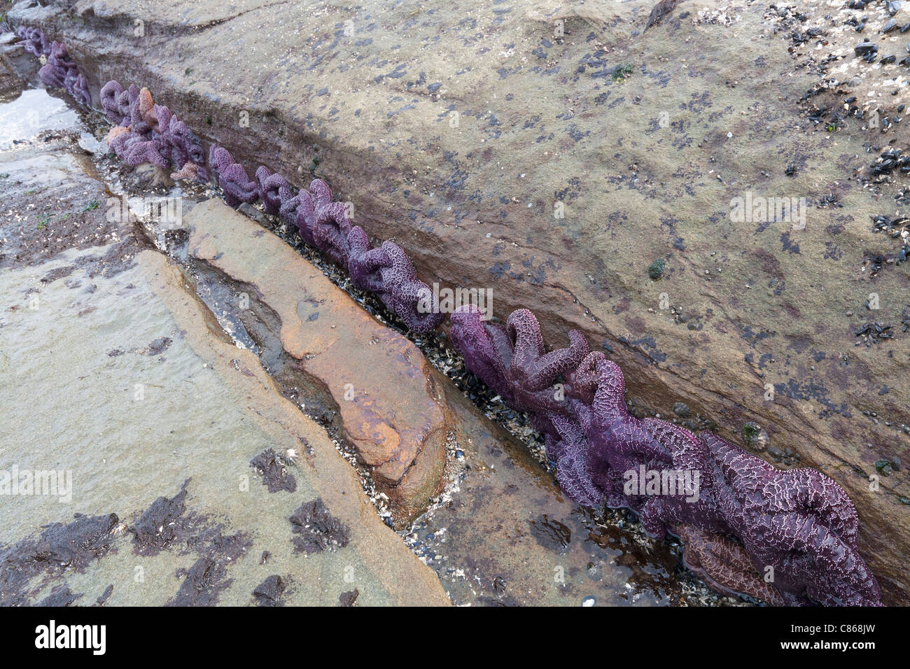 Ocker Seestern Pisaster Ochraceus, versammelt sich in geschützten Felsspalte Stockfoto