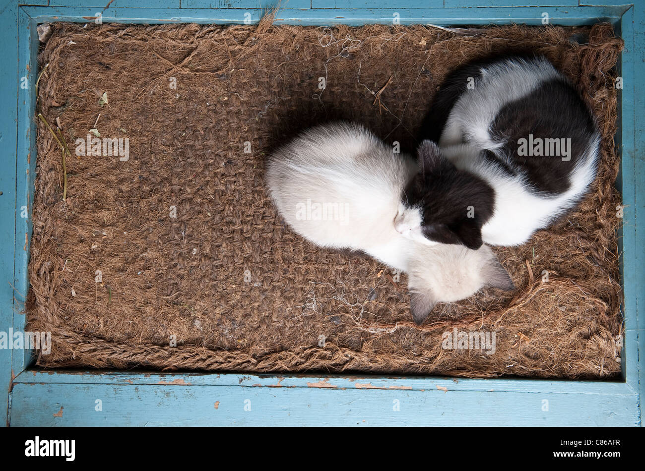 Ein Wurf von Kätzchen, die auf einer alten Fußmatte schlafen Stockfoto