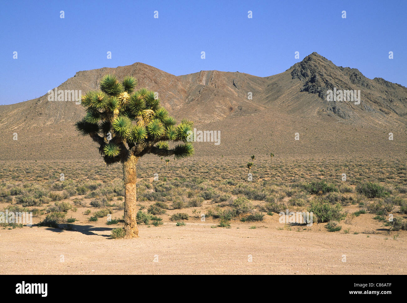 Joshua Tree, Death Valley, Kalifornien Stockfoto