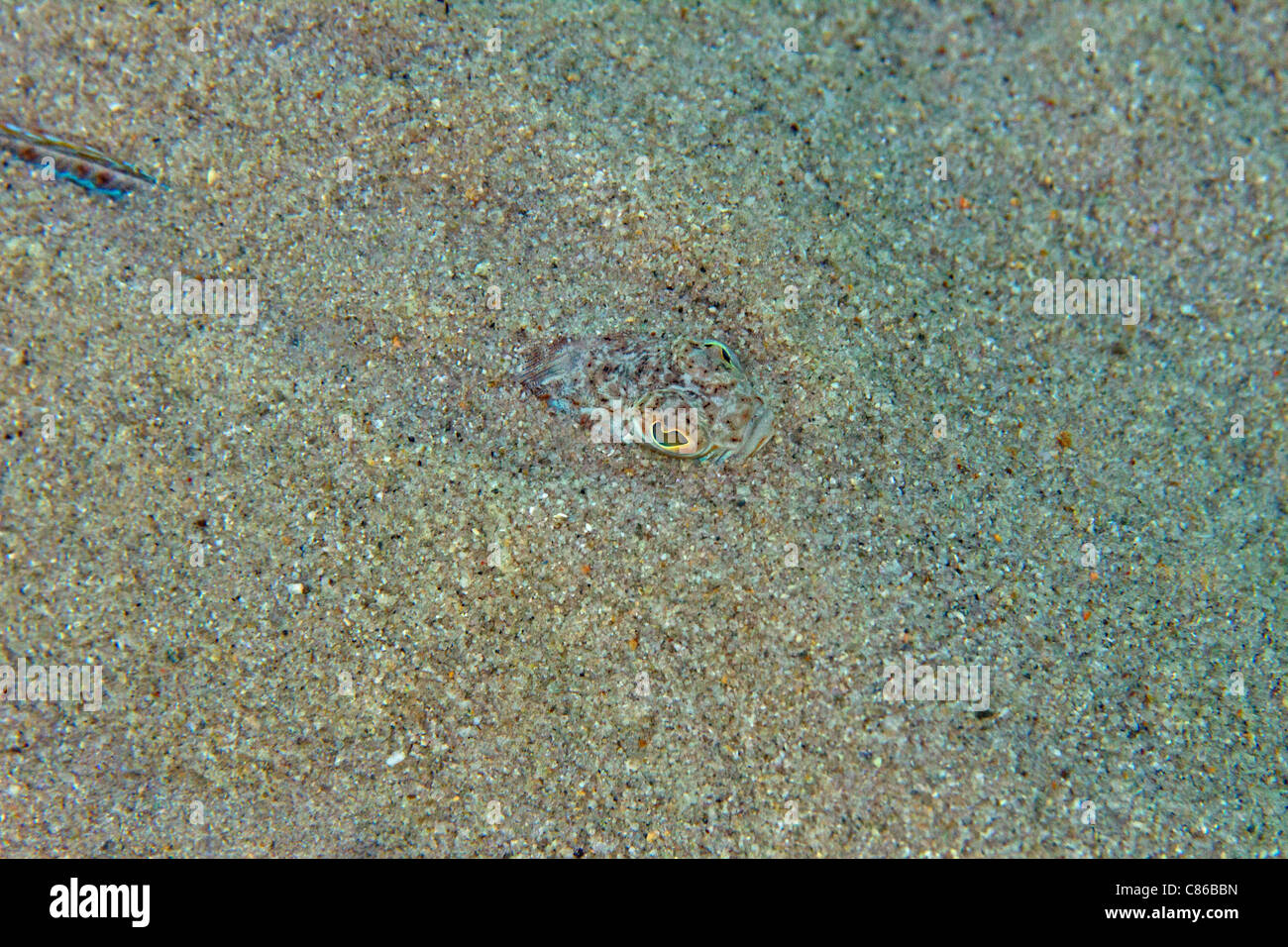 Jeder Fisch Stockfoto