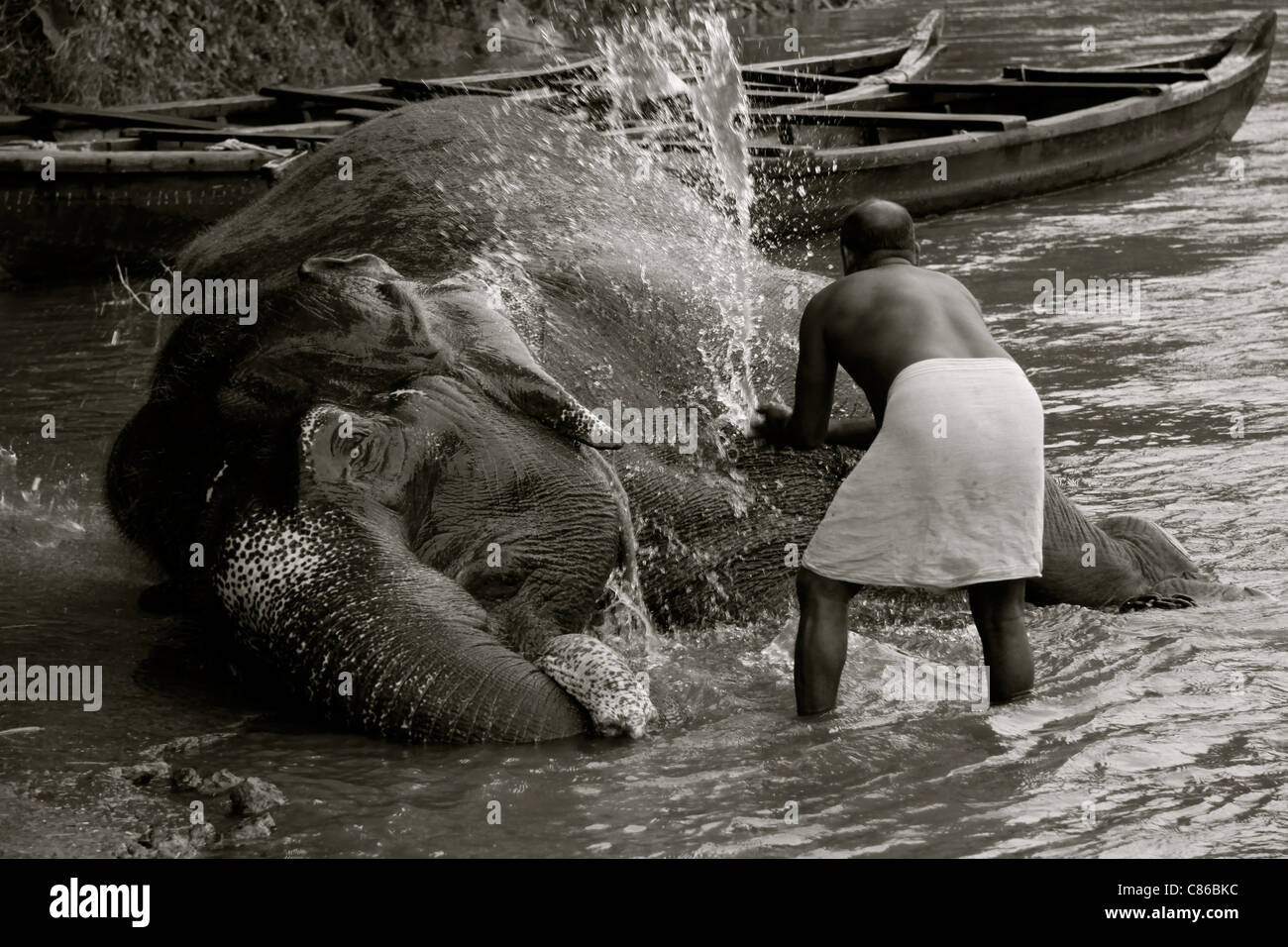 Ein indischer Mann wäscht seine Elefanten im Fluss, Kerala, Indien Stockfoto