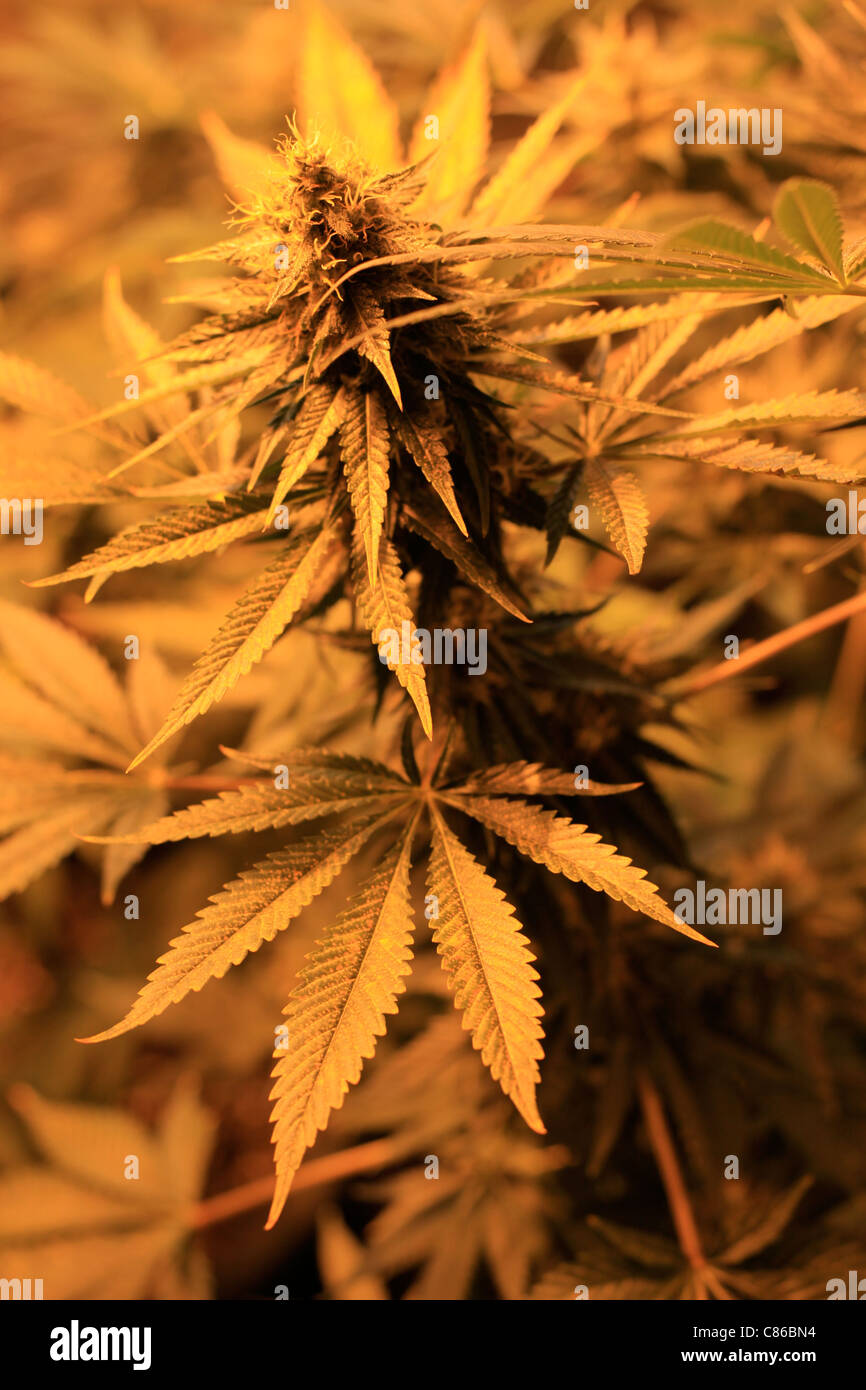 Cannabis-Pflanzen Stockfoto