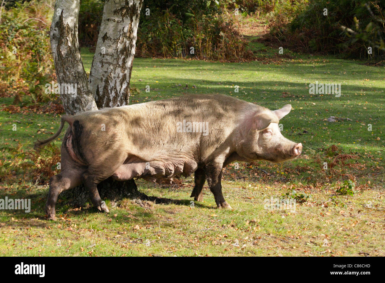 Das Züchten von Sau roaming frei und Nahrungssuche für Eicheln und Fallobst während zwei Monaten Herbstsaison Weideland im New Forest. Stockfoto