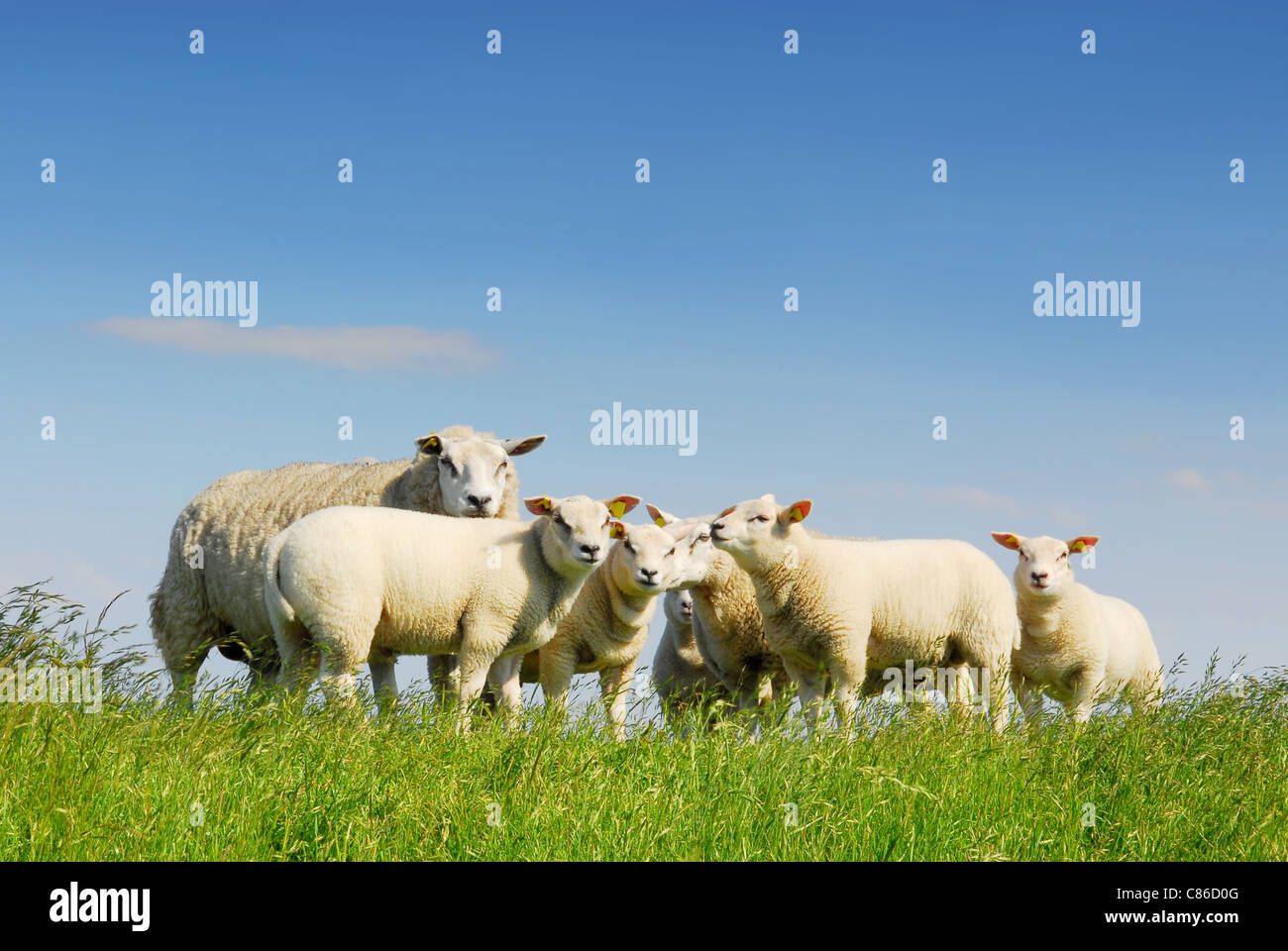 Familientreffen der Schafe auf grünen Wiese mit blauem Himmel auf niederländischen Insel Texel Stockfoto