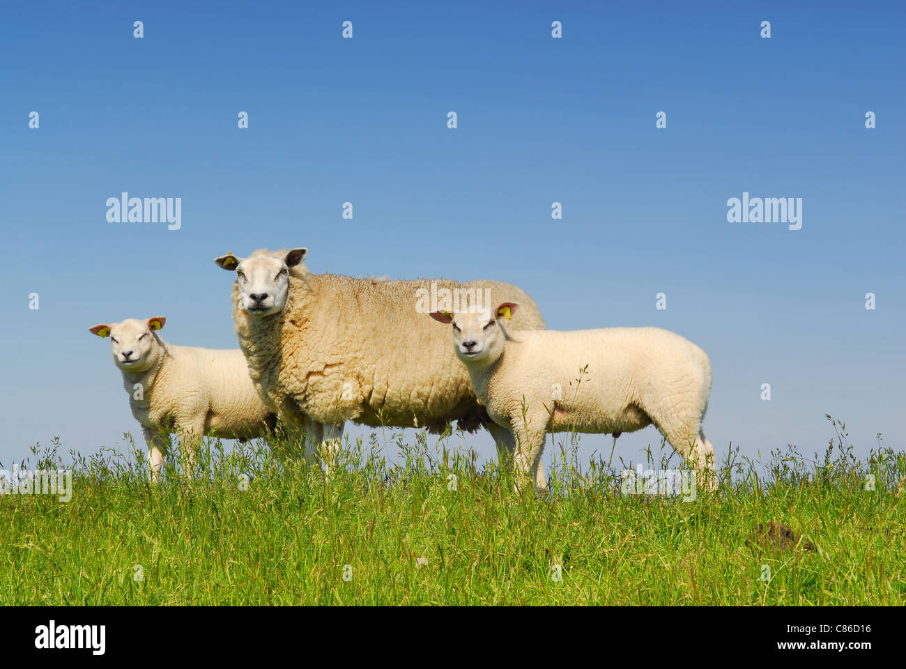 Mutter Schaf mit zwei Lämmern auf dem grünen Rasen mit blauem Himmelshintergrund auf niederländischen Insel Texel Stockfoto